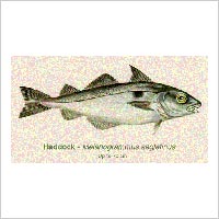 haddock-200x200